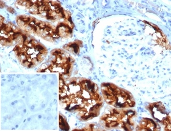 ANPEP Antibody