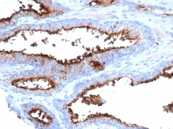 ANPEP Antibody