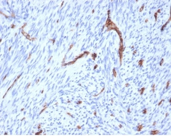 PECAM-1 Antibody