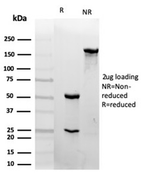 PECAM-1 Antibody