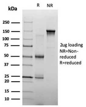 ZHX3 Antibody