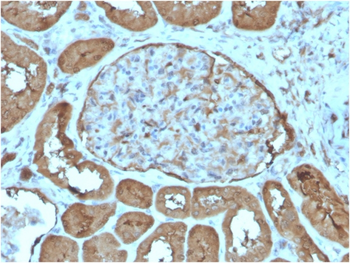 LAMC1 Antibody