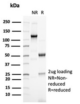 PAX6 Antibody