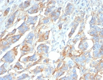 CD276 Antibody