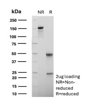 CD276 Antibody