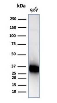 CD74 Antibody