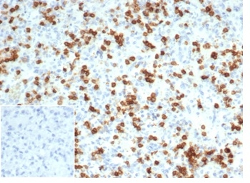 CD6 Antibody