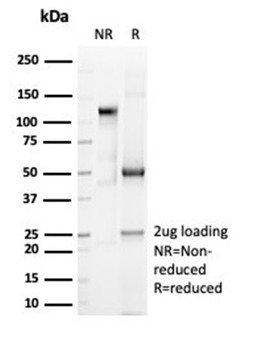 CD6 Antibody