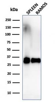 HLA-DRA Antibody