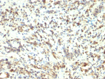 MYOD1 Antibody