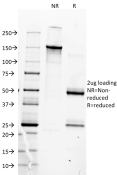 MYOD1 Antibody