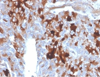 CLU Antibody