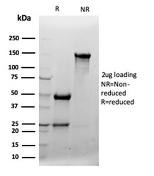 CLU Antibody