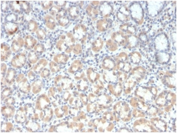 MUC3A Antibody