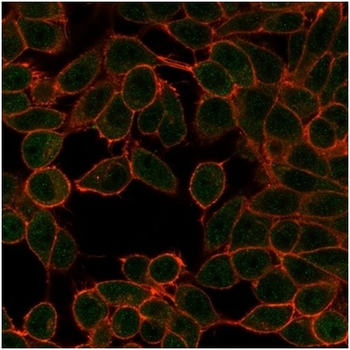 MITF Antibody