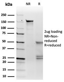 MITF Antibody