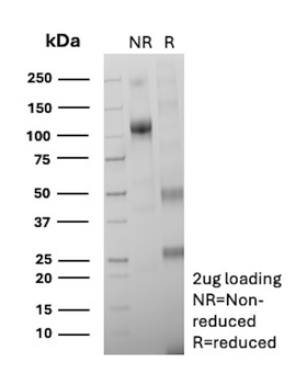 ARG1 Antibody