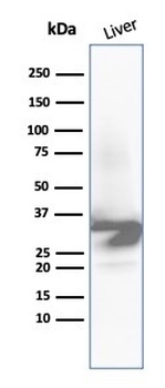 ARG1 Antibody
