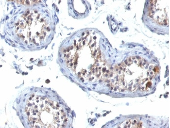 GCSAM Antibody