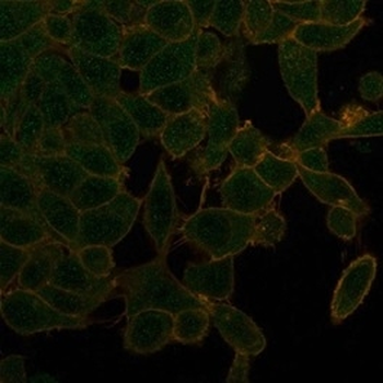 UBR2 Antibody
