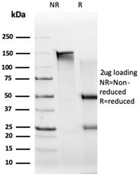 UBR2 Antibody