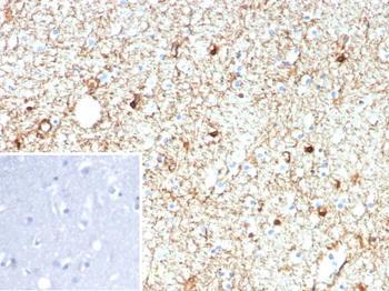 GFAP Antibody