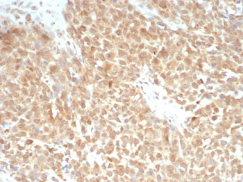 SLC7A11 Antibody