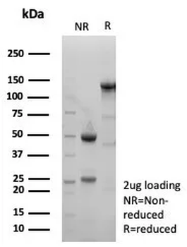 SLC7A11 Antibody