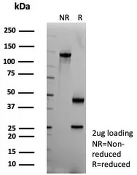 ALDH1L1 Antibody