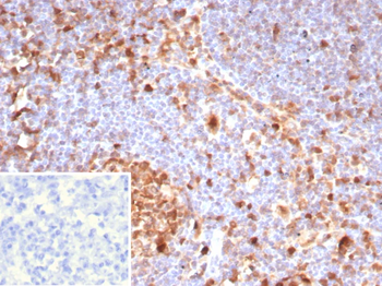 CASP3 Antibody