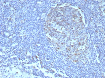 CASP3 Antibody