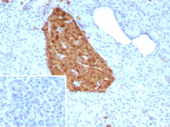 ENO2 Antibody