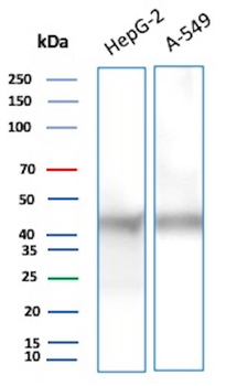 ENO2 Antibody