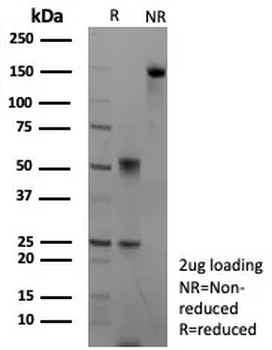 CASP7 Antibody