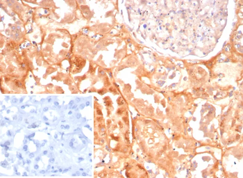 CASP7 Antibody