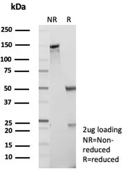 CASP7 Antibody