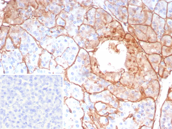 COL4A5 Antibody