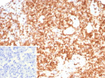 CD3G Antibody