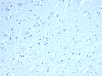 INHA Antibody