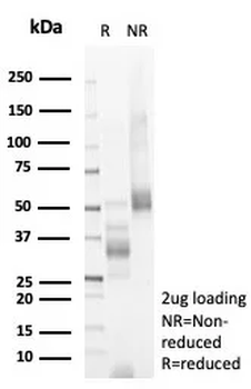 INHA Antibody