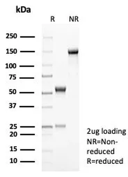 IL-2 Antibody