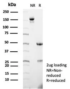 CSF3 Antibody