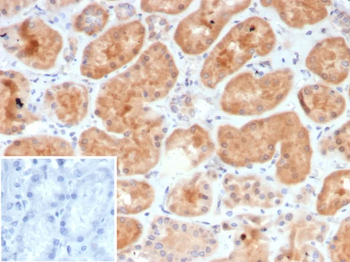 CSF3 Antibody