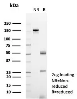 CSF3 Antibody
