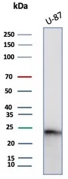 CSF3 Antibody