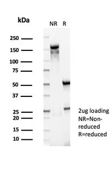 PIK3CD Antibody