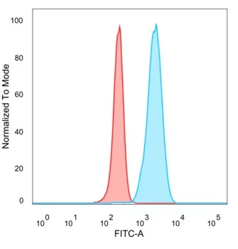 IGF2BP2 Antibody