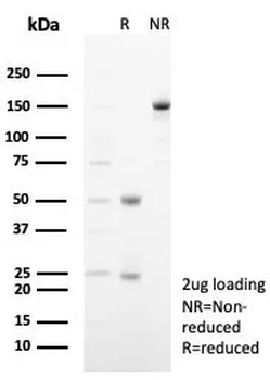 SIGLEC10 Antibody