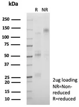 TFAP2A Antibody