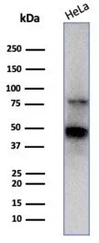 TFAP2A Antibody